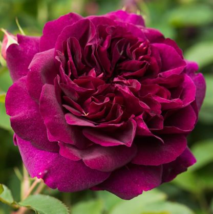 Anglická růže - Darcey Bussell