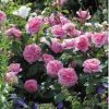 Anglická růže - Gertrude Jekyll