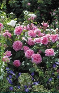 Anglická růže - Gertrude Jekyll