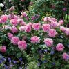 Anglická růže - Gertrude Jekyll