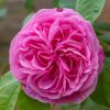 Anglická růže - Gertrude Jekyll