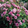 Anglická růže - Gertrude Jekyll