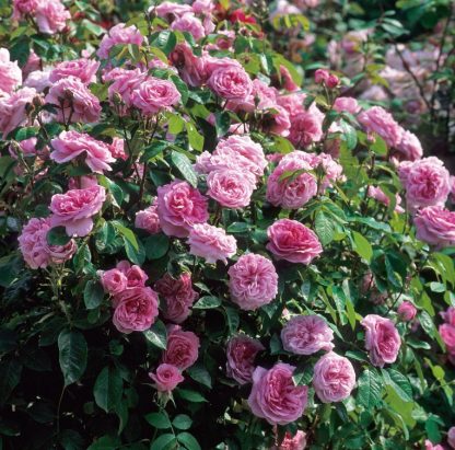Anglická růže - Gertrude Jekyll