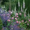 Anglická růže - Gertrude Jekyll