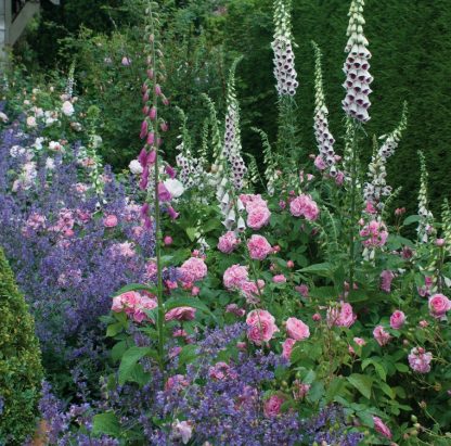 Anglická růže - Gertrude Jekyll