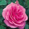 Anglická růže - Gertrude Jekyll