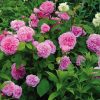 Anglická růže - Gertrude Jekyll