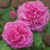Anglická růže - Gertrude Jekyll