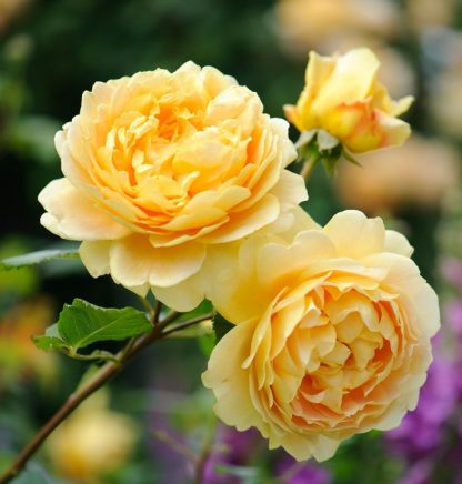 Anglická růže - Golden Celebration
