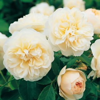 Anglická růže - Lichfield Angel