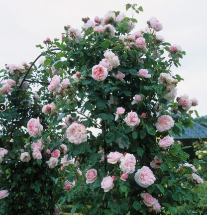 Anglická růže - St. Swithun