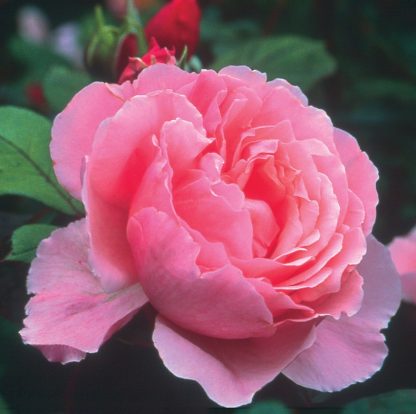 Anglická růže - Brother Cadfael
