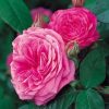 Anglická růže - Gertrude Jekyll