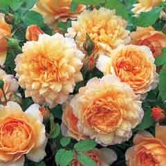 Anglická růže - Grace