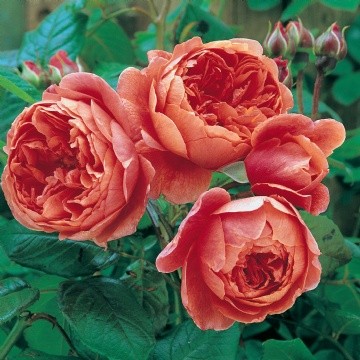 Anglická růže - Summer Song