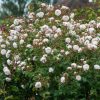 The Albrighton Rambler