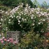 The Albrighton Rambler