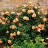 Lady Of Shalott