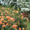 Lady Of Shalott