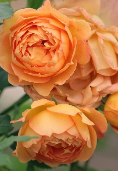 Anglická růže - Lady of Shalott
