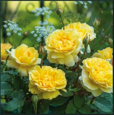 Anglická růže - A Shropshire Lad