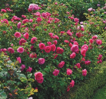 Anglická růže - Sir John Betjeman