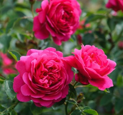 Anglická růže - Sir John Betjeman