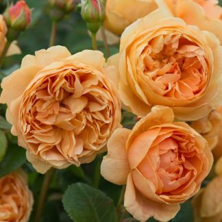 Anglická růže - Carolyne Knight