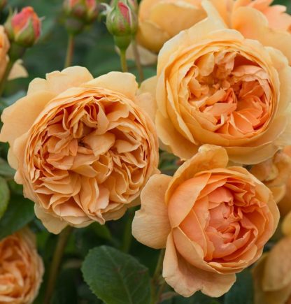 Anglická růže - Carolyne Knight