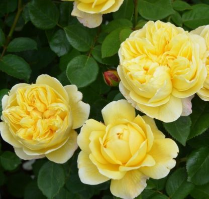 Anglická růže - Charles Darwin