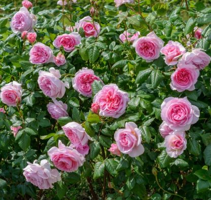 Anglická růže -The ancient Mariner