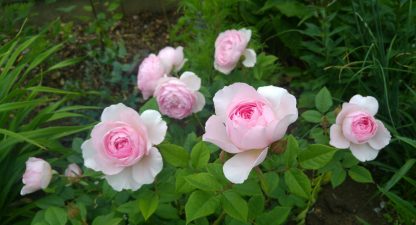 Anglická růže -The ancient Mariner