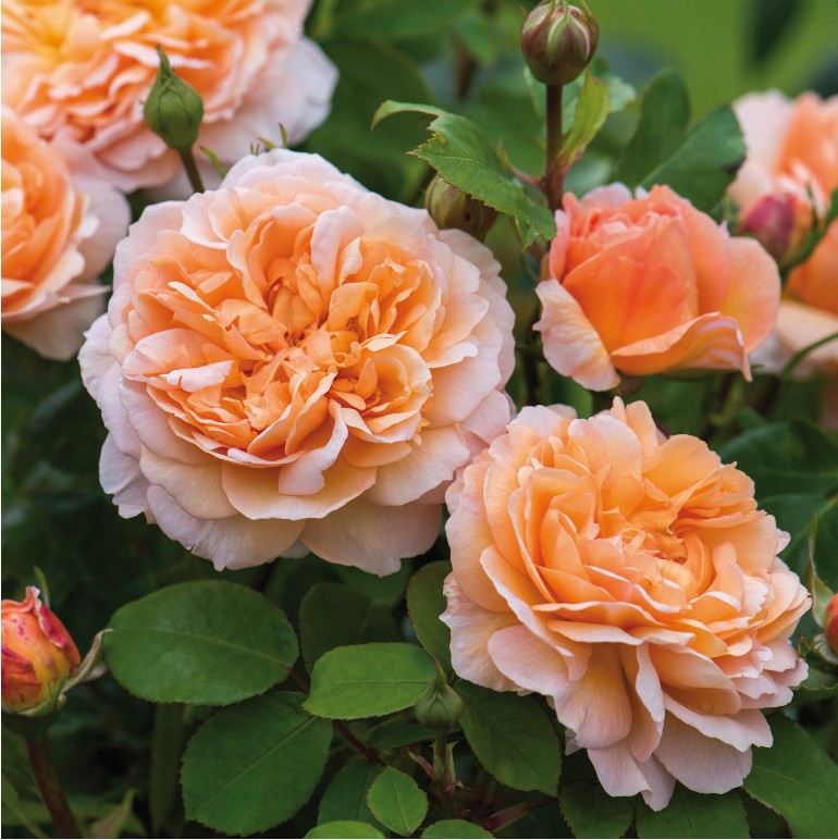 The Lady Gardener The Lady Gardener