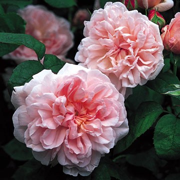 Anglická růže - Eglantyne Standard